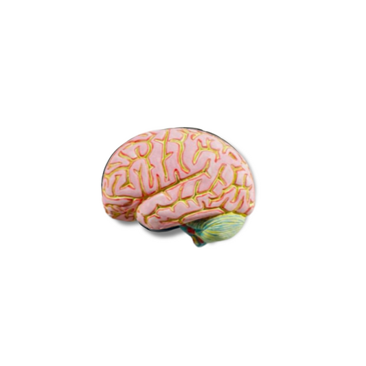 Ceramic Brain Wall Sculpture